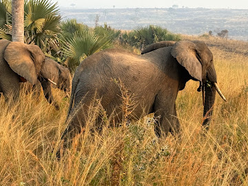 Rwanda Safaris-Uganda Safari