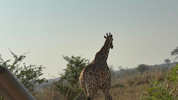 Uganda Safari-Adventures in Uganda