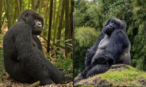 Blackback vs Silverback- Gorilla Double Trekking