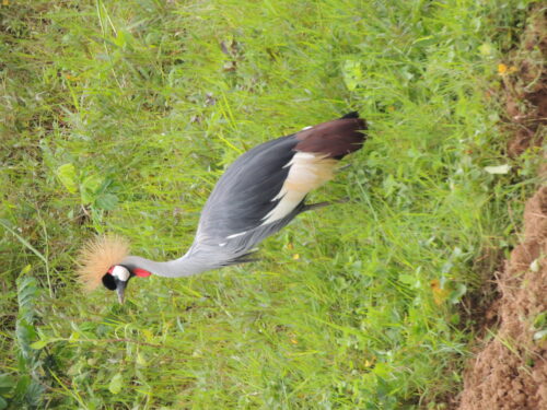 Uganda’s Crested Crane