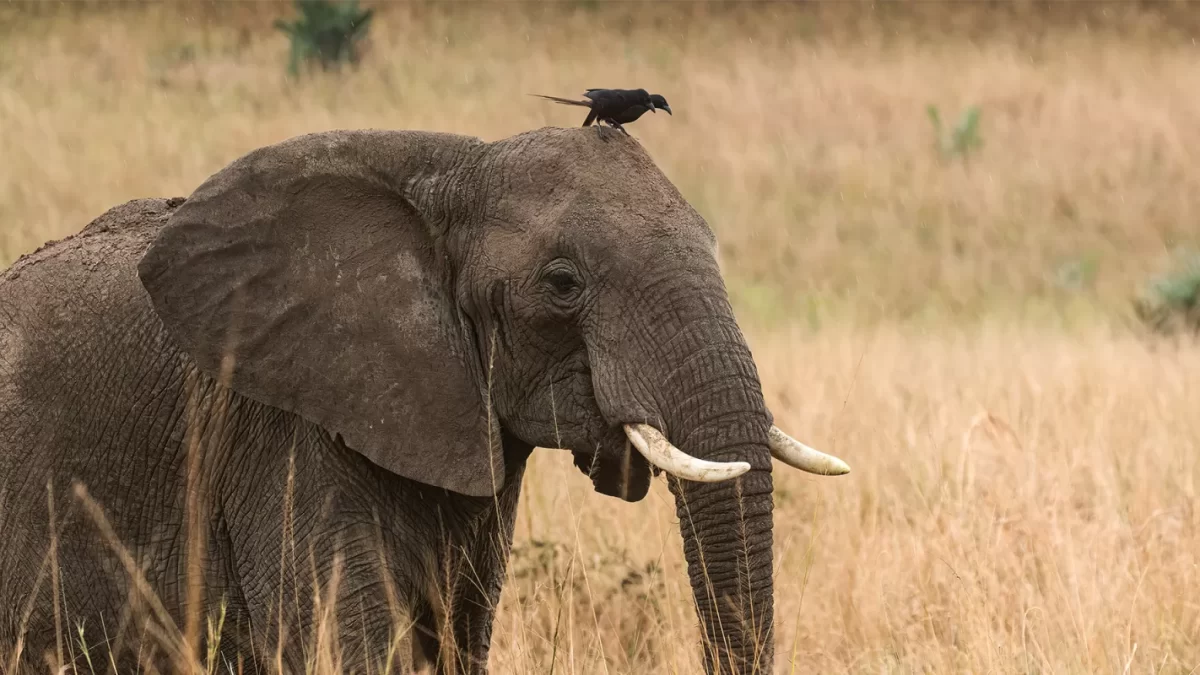 Shoebill Birding-Wildlife & Gorillas