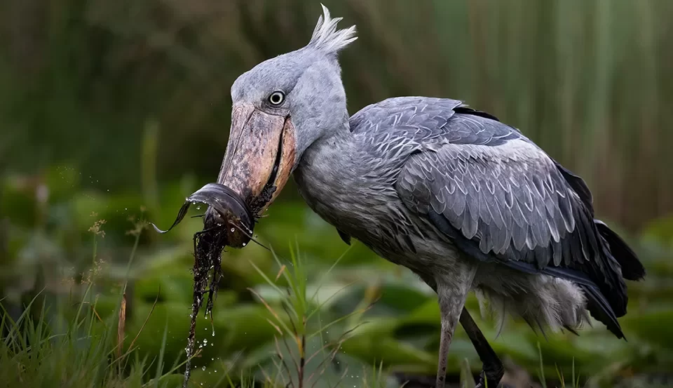 Birding Safaris-Shoebill Birding