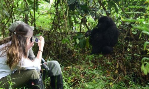 Gorillas Bond With Humans-Time Gorilla Trekking