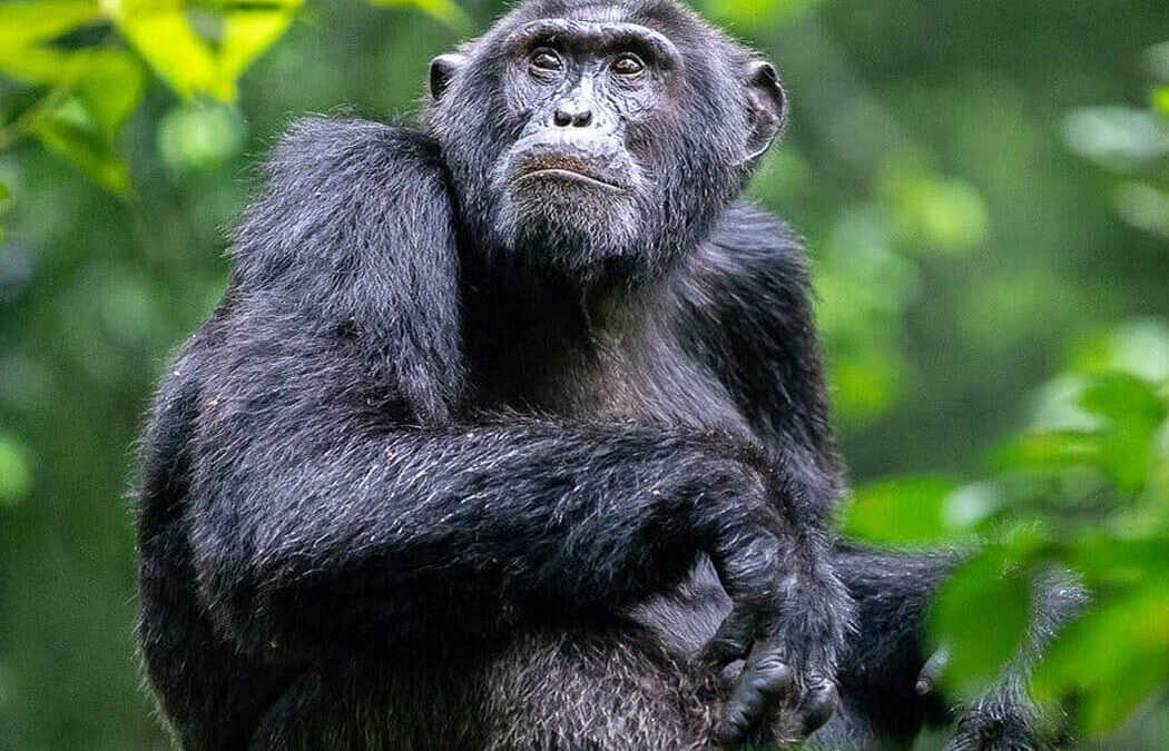 Chimpanzee Trekking in Uganda