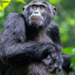 Chimpanzee Trekking in Uganda