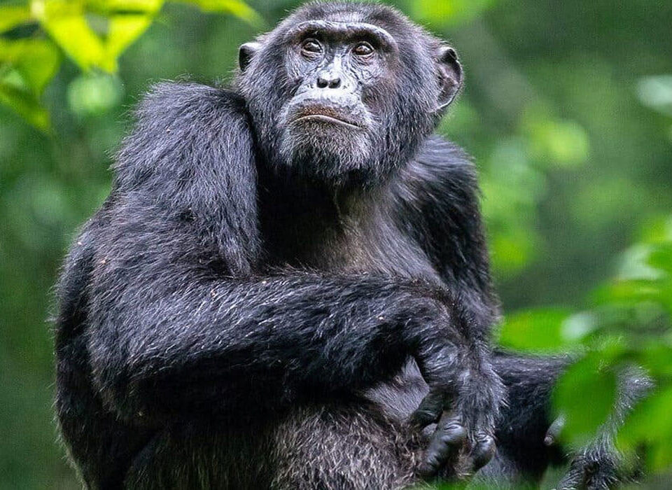 Chimpanzee Trekking in Uganda
