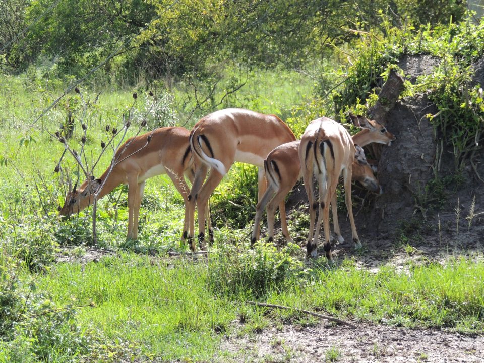 Uganda Safari-Winter Safari