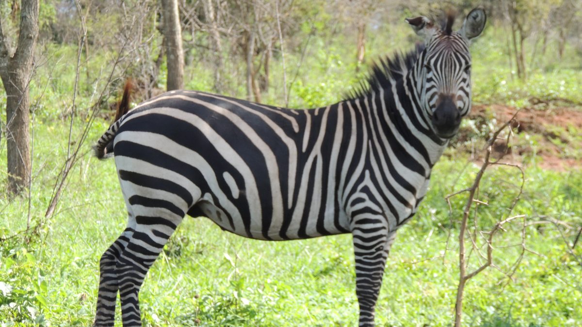 Weekend Getaways- Uganda Safari Travel