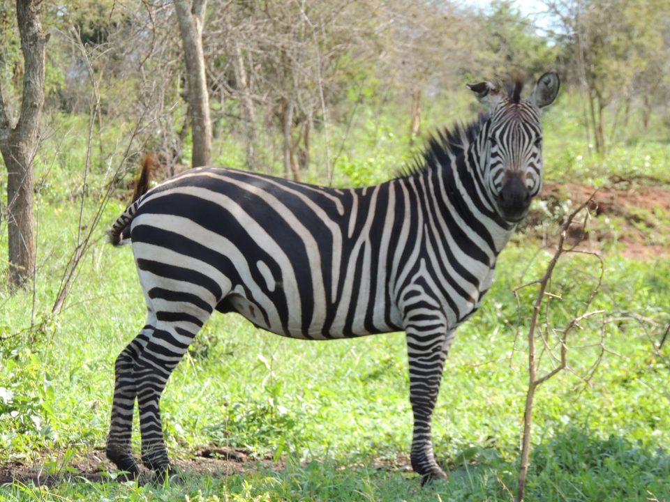 Weekend Getaways- Uganda Safari Travel