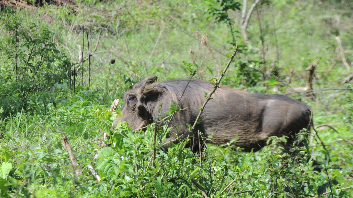 Uganda Safari- Uganda Safari Travel