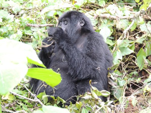 Gorilla Trek Guide- Gorilla Habituation in Uganda