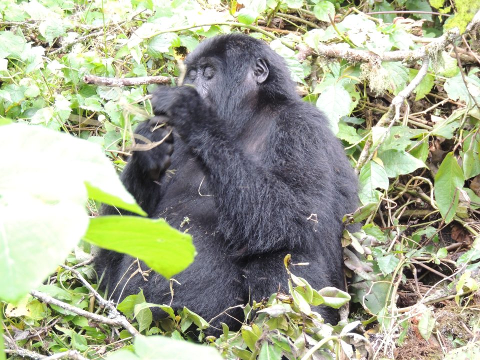Gorilla Trek Guide- Gorilla Habituation in Uganda