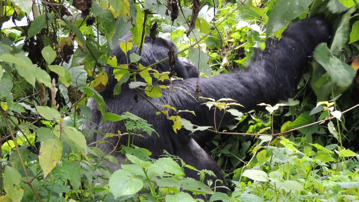 Gorilla Trek Guide- Mountain Gorilla Sounds