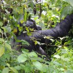 Gorilla Trek Guide- Mountain Gorilla Sounds
