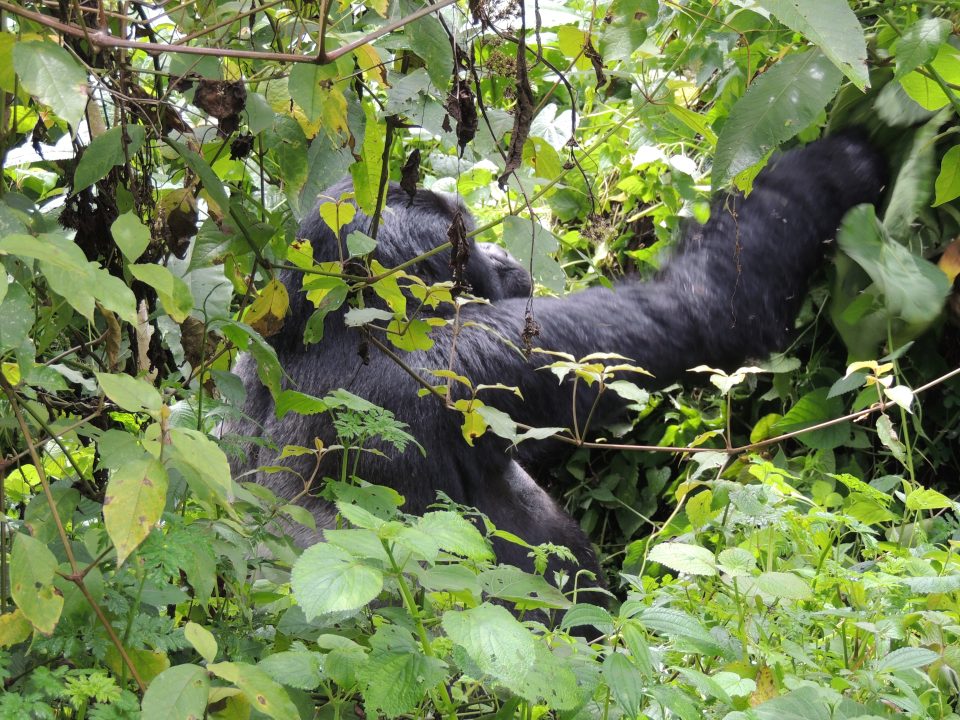 Gorilla Trek Guide- Mountain Gorilla Sounds