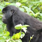 gorilla trekking and birding Uganda