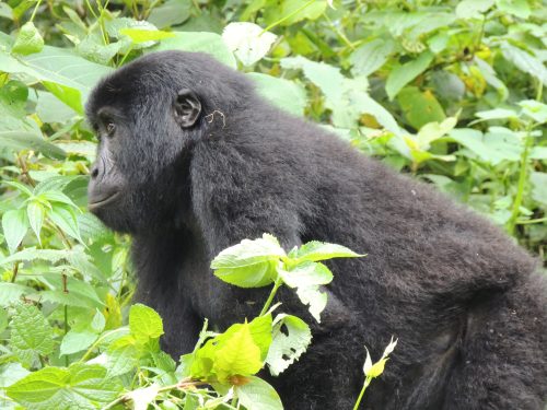 Gorilla Trek Guide