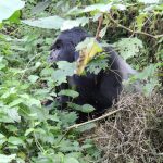 Gorilla Behavior