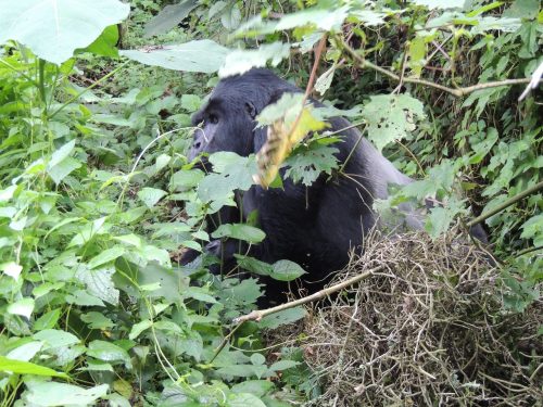 gorilla and chimpanzee safari Uganda