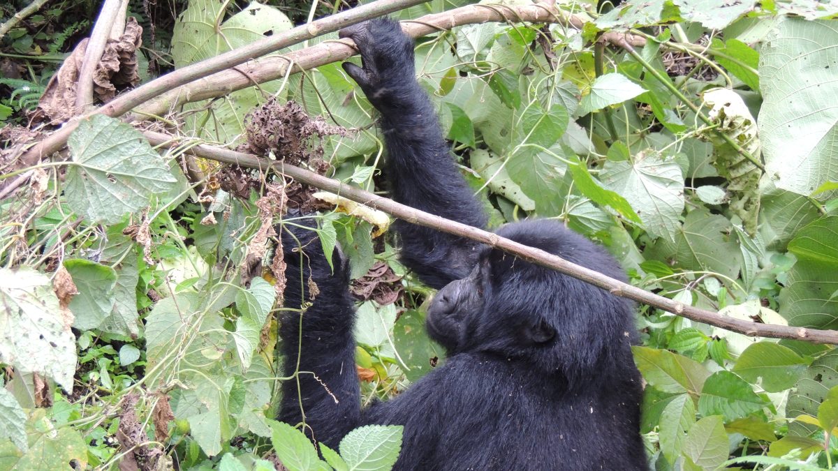 Mountain Gorilla Sounds
