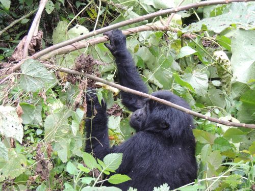 Mountain Gorilla Sounds