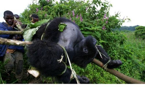 Uganda Safari