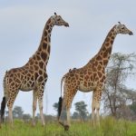 Uganda Holiday Destinations