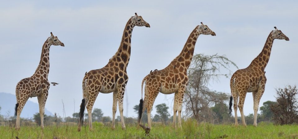Uganda Holiday Destinations