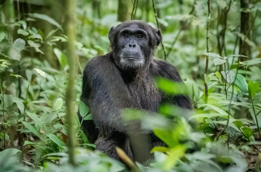 Rwanda's Best Day Trips-Chimpanzee Trekking