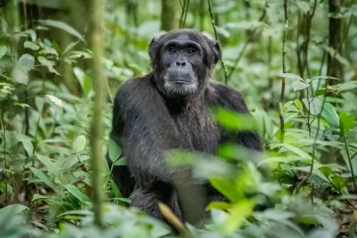 Rwanda's Best Day Trips-Chimpanzee Trekking