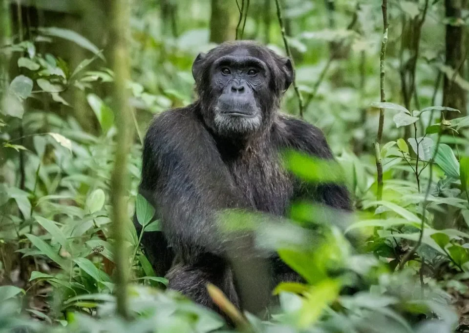 Rwanda's Best Day Trips-Chimpanzee Trekking