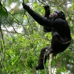 Chimpanzee Trekking in Uganda