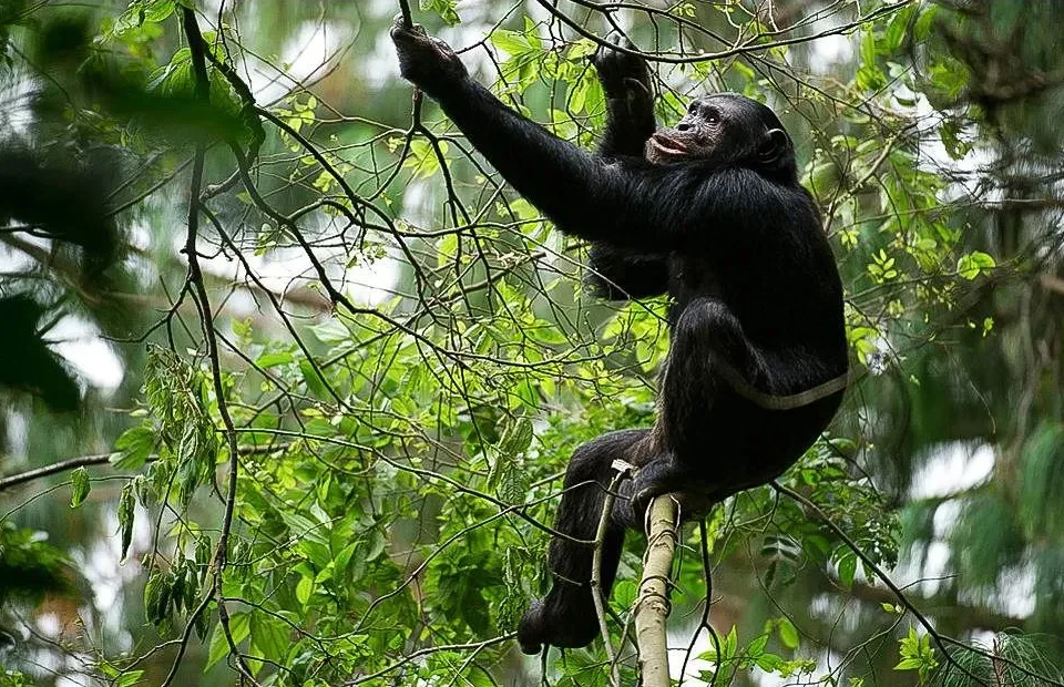 Chimpanzee Tracking and Habituation: