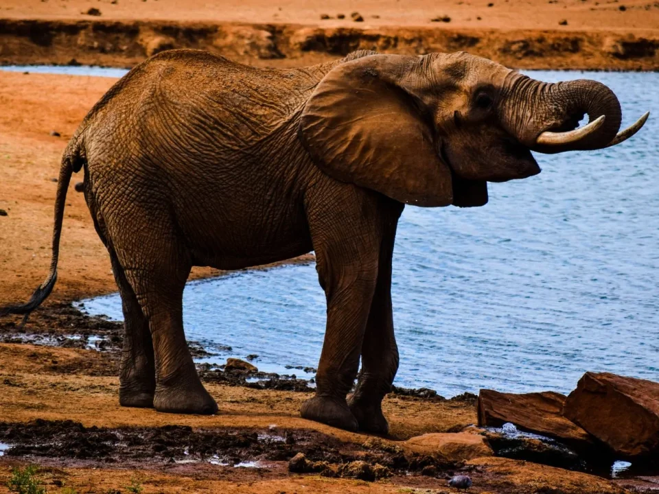 Kenya Safaris