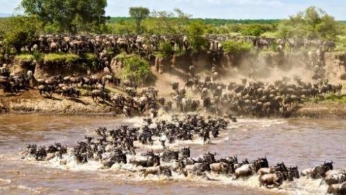 Kenya Safaris