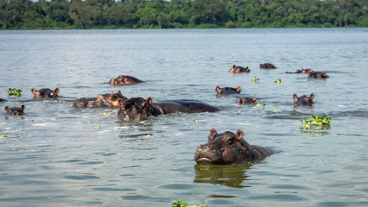 Game Drives