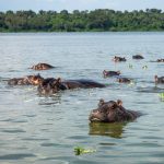 Game Drives