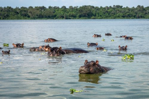 Game Drives-Uganda Tour