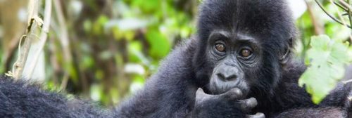 Chimps and Gorillas Safari