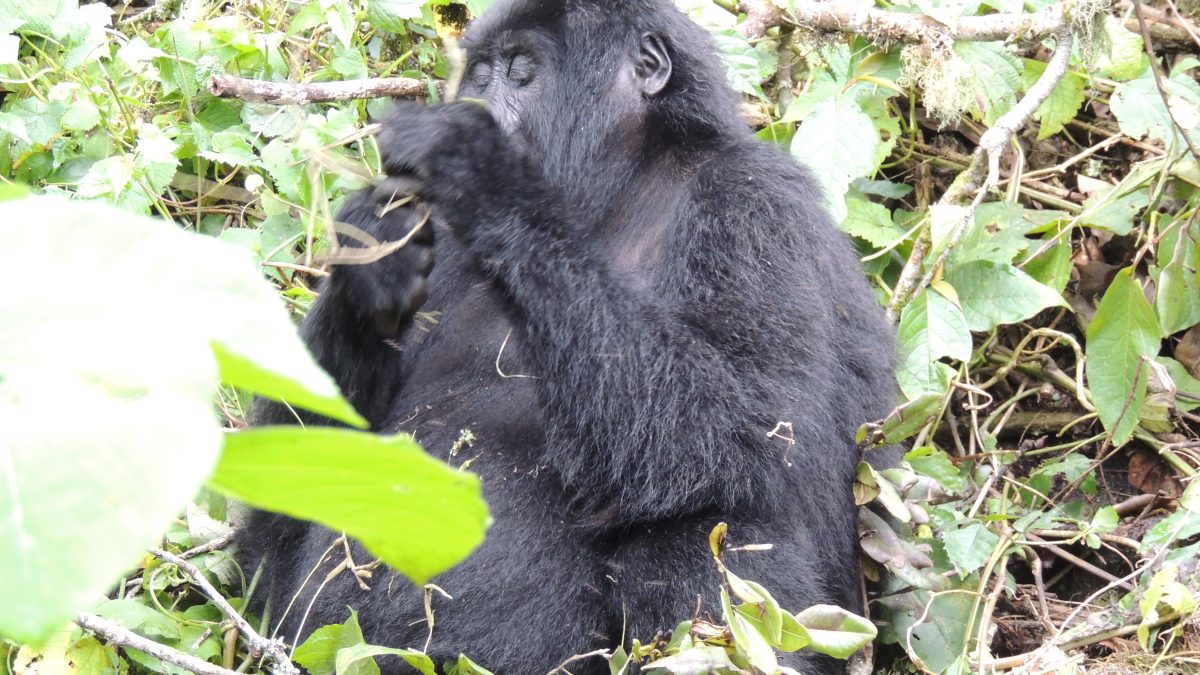 Gorilla Trekking in Uganda- Uganda Safari