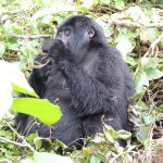 Gorilla Trekking in Uganda- Uganda Safari