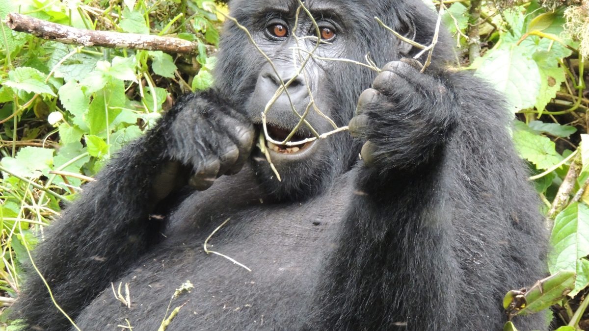 Uganda Tour