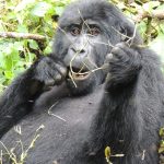 Uganda Tour
