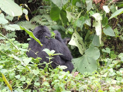 Virunga Region Adventures