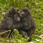 Virunga Regio-n Adventures