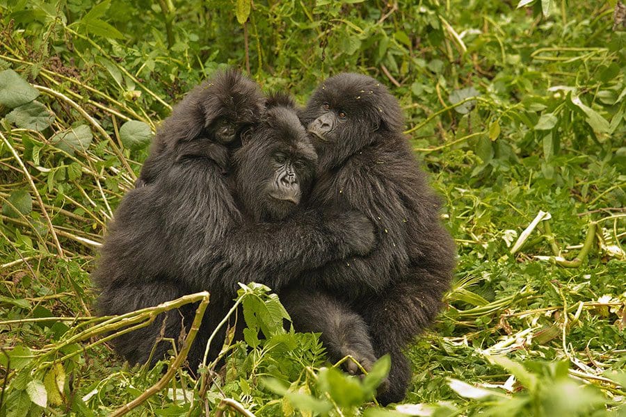 Virunga Regio-n Adventures