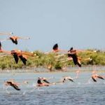 Rwanda Safaris