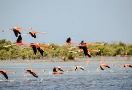 Rwanda Safaris