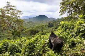 Virunga Region Adventures