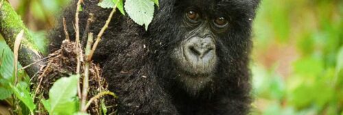 Rwanda